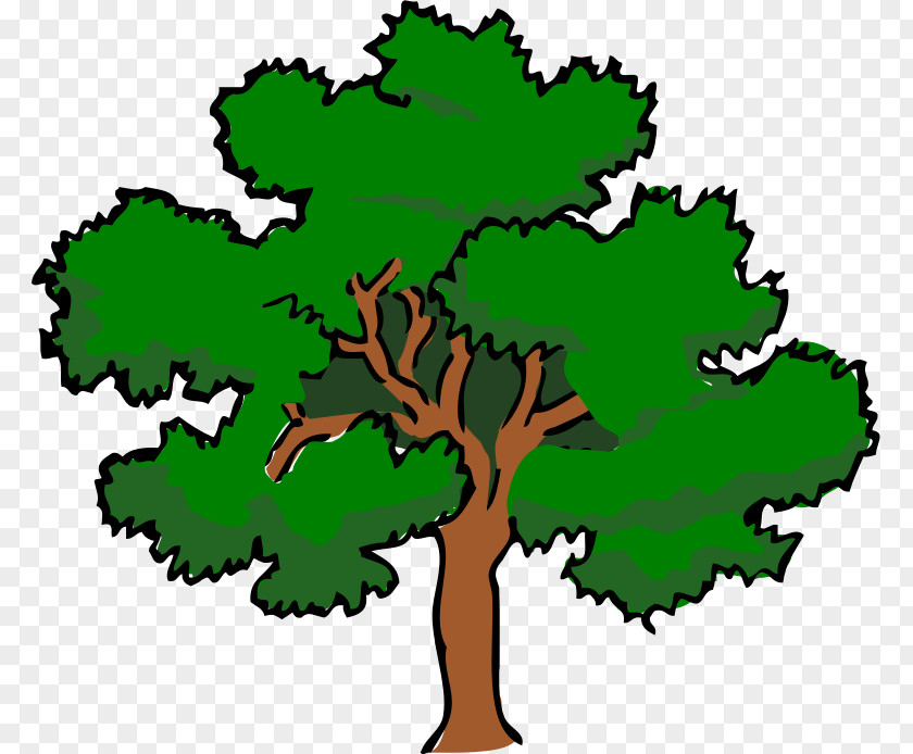 Oak Southern Live Tree Clip Art PNG