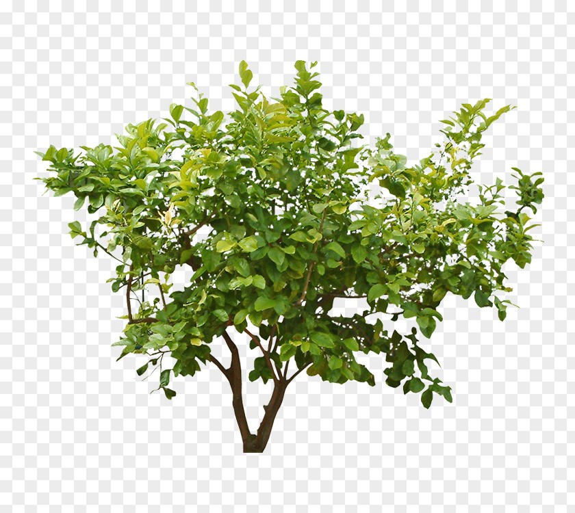 Tree Shrub Clip Art Plants PNG