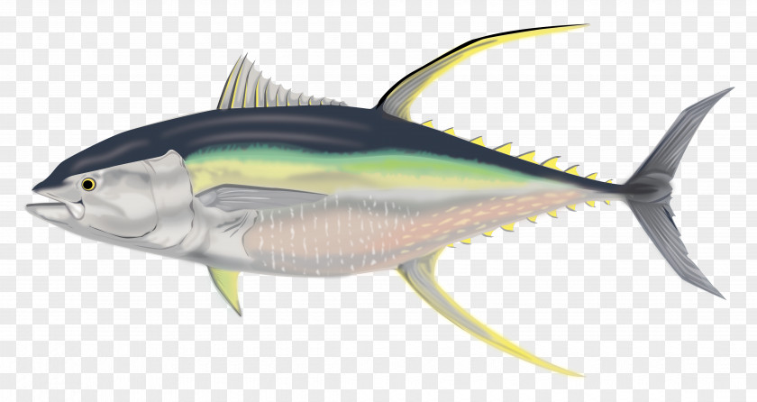 Tuna International Game Fish Association Albacore Yellowfin J Russell Jinishian Gallery PNG
