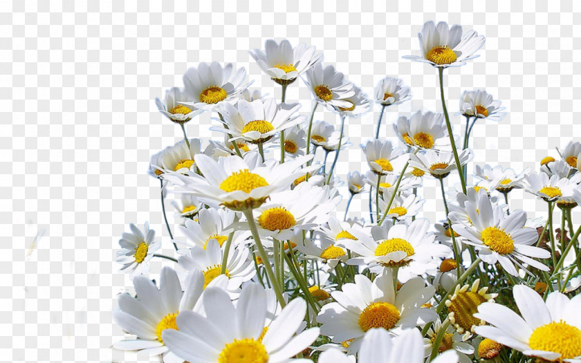 Camomile Common Daisy Chamomile PNG