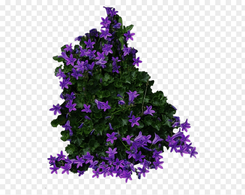 Flower Clip Art Shrub Image PNG