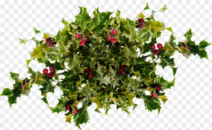 HOLLY Flower Holly Floral Design Evergreen Tree PNG