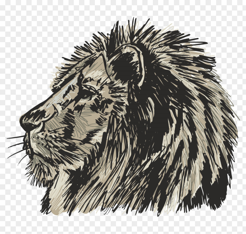 Lion Felidae Drawing Sketch PNG