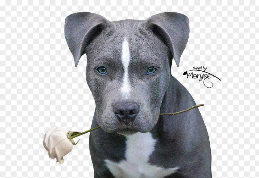 Puppy American Pit Bull Terrier Staffordshire PNG