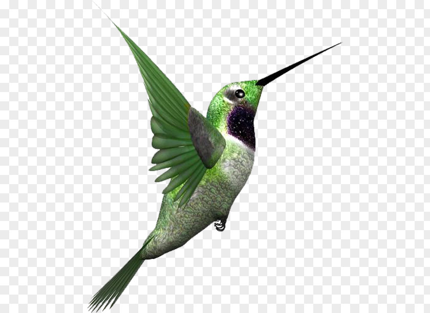 A Flying Bird Download PNG