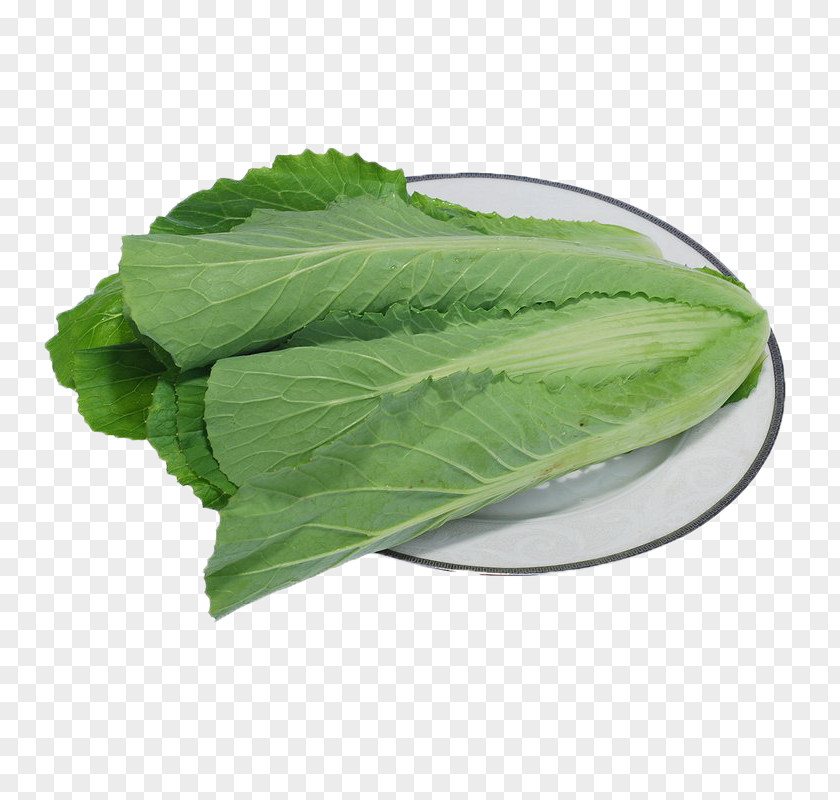 Cabbage Romaine Lettuce Brassica Oleracea Kale Vegetable Bok Choy PNG