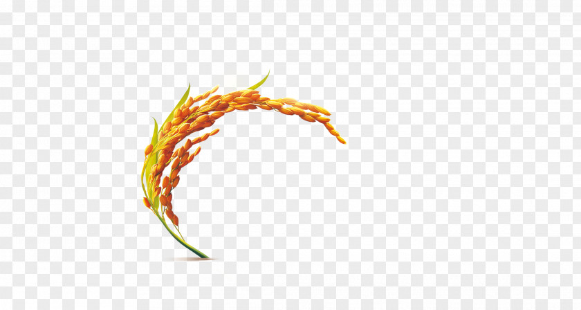 Rice Oryza Sativa PNG