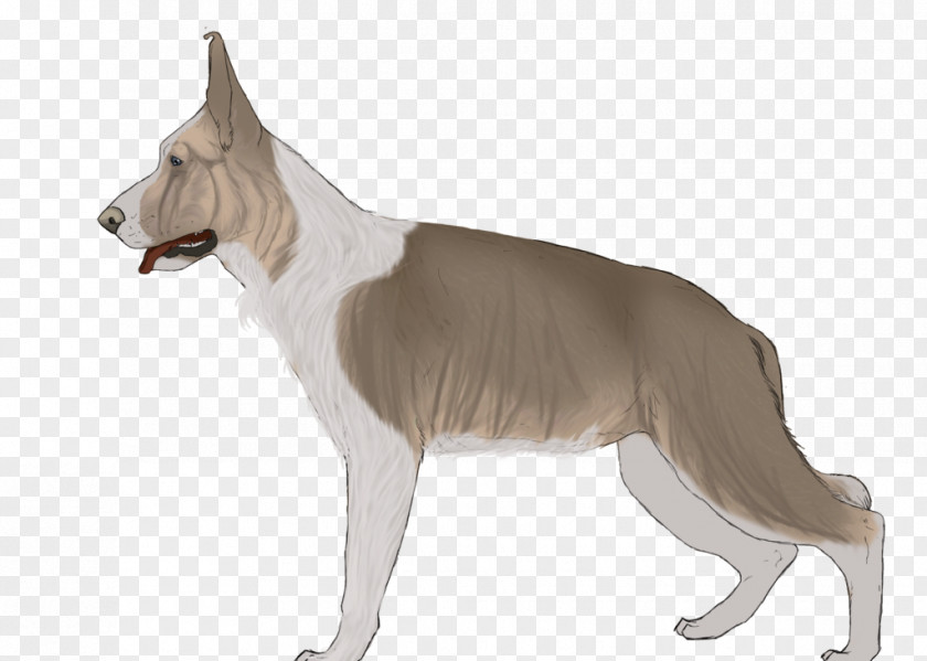 Rolling Stone Dog Breed Canaan Snout Tail PNG