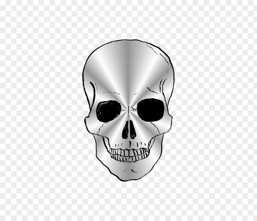 Skull Human Symbolism Image Euclidean Vector Skeleton PNG