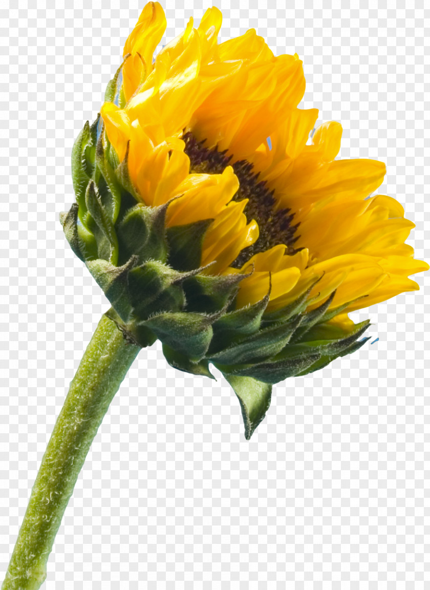 Sunflower IPhone 5 4 SE Common Wallpaper PNG
