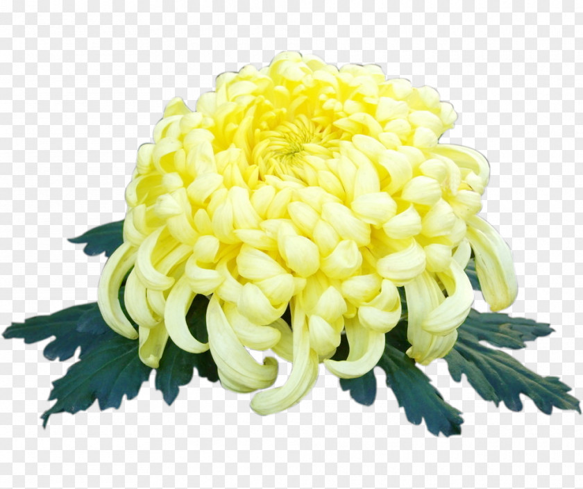 Yellow Chrysanthemum Xd7grandiflorum PNG