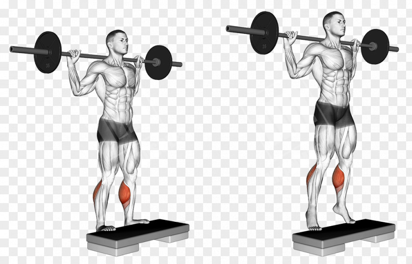 Barbell Squat Gluteus Maximus Muscle Weight Training Physical Exercise PNG