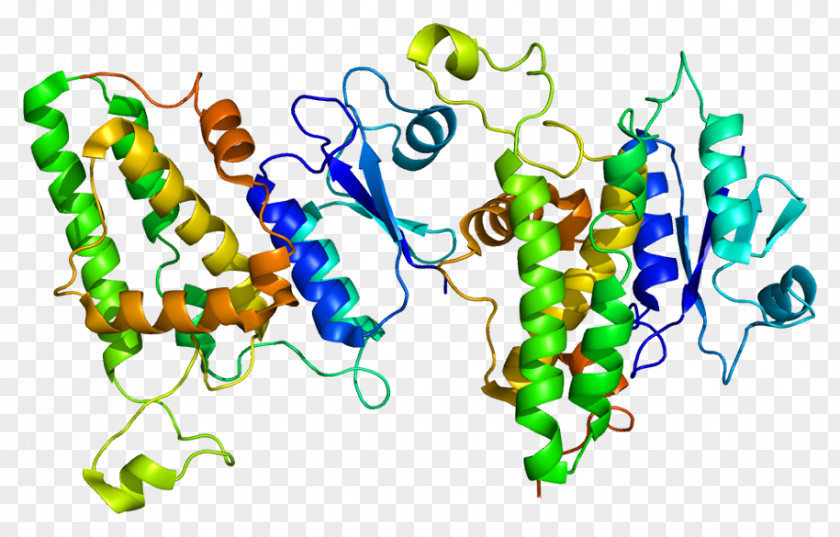 CLIC1 Protein Chloride Channel Innexin Gene PNG