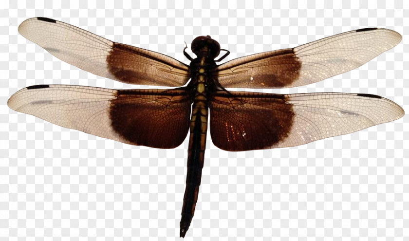 Dragonfly Widow Skimmer PNG
