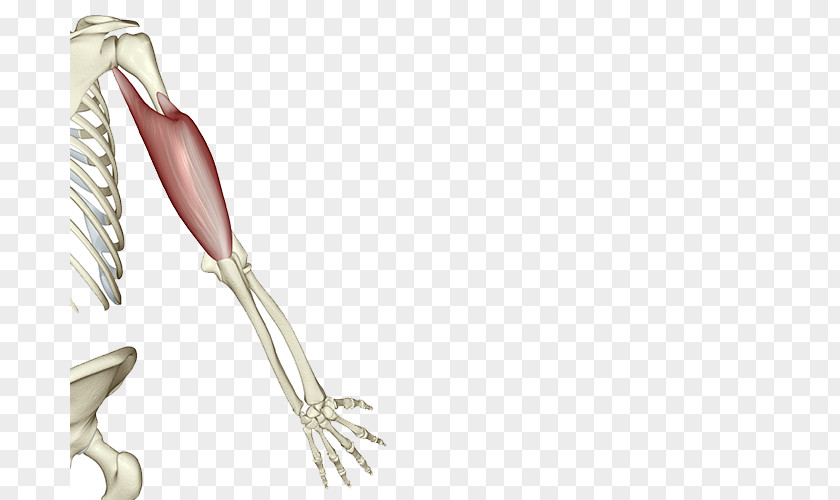 Human Skeleton Shoulder Bone Muscle PNG