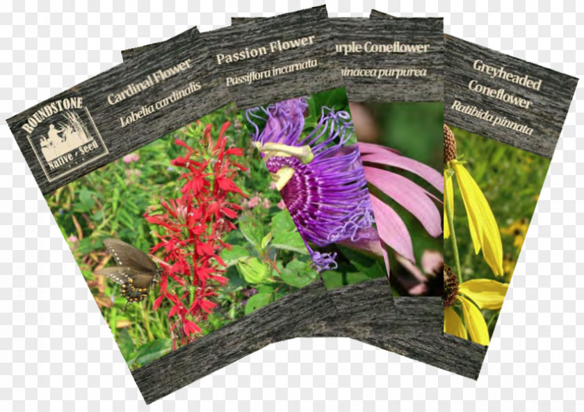 Plant Seed Company Sowing Seedling Wildflower PNG