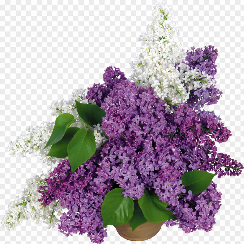 Purple Common Lilac Vase Desktop Wallpaper Flower PNG