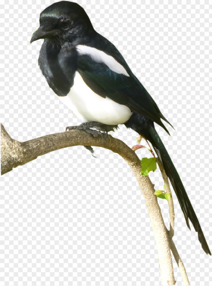 Bird Eurasian Magpie .com Beak PNG