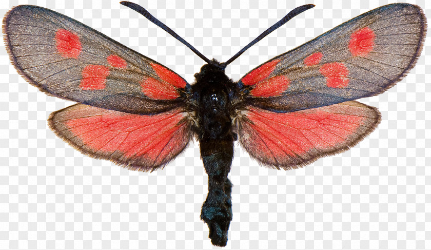 Butterfly Gossamer-winged Butterflies Brush-footed Silkworm Six-spot Burnet Narrow-bordered Five-spot PNG