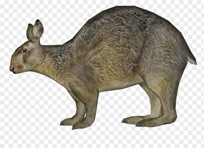 Kangaroo Hare Domestic Rabbit Wildlife PNG