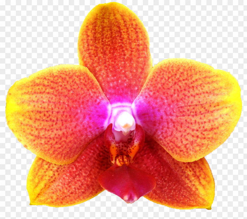 Moth Orchids Close-up PNG