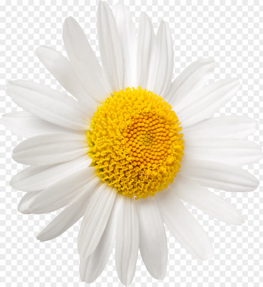Chamomile Shasta Daisy Oxeye Stock Photography Common Royalty-free PNG