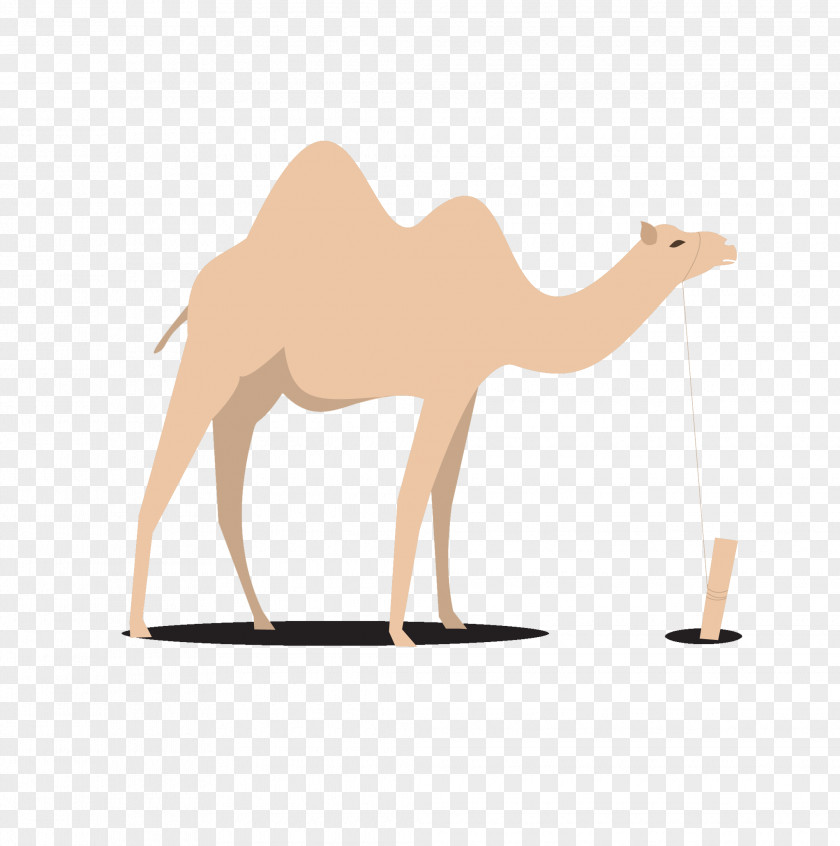 Egypt Camel Dromedary Bactrian PNG