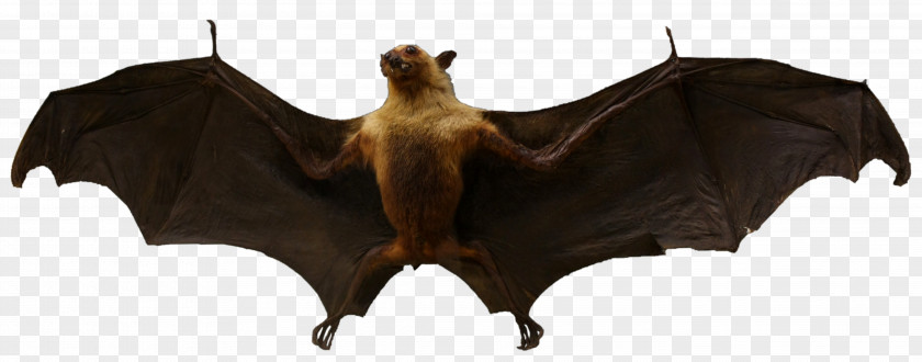 Incompatible Vampire Bat Animal Mammal European Night PNG