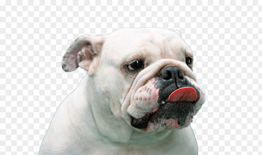 White Dog Tongue French Bulldog Pug Puppy PNG