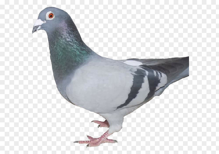 Bird Stock Dove Columbidae Domestic Pigeon Feral PNG