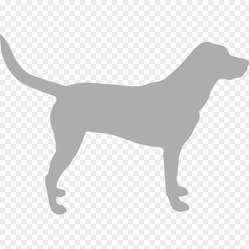 Dog Cat Collar Louse Flea PNG