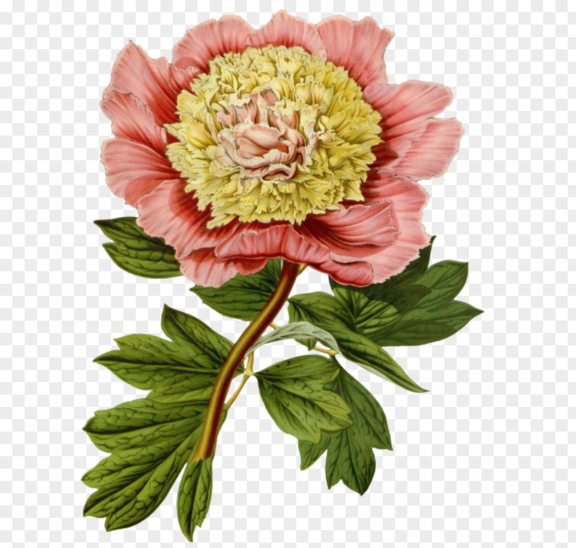 Flower Floral Illustrations Botanical Illustration Clip Art PNG