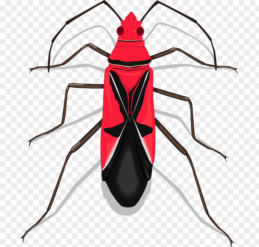 Free Insect Photos Beetle Euclidean Vector Clip Art PNG