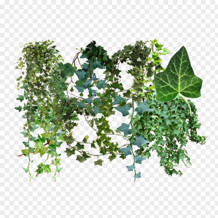 Ivy Common Hedera Canariensis Dragon Tree Plant Vine PNG