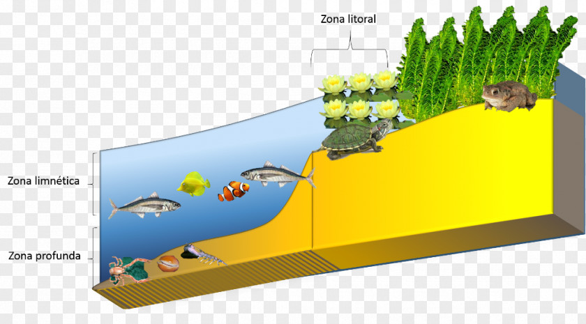 Lake Limnetic Zone Littoral Phytoplankton Biome PNG