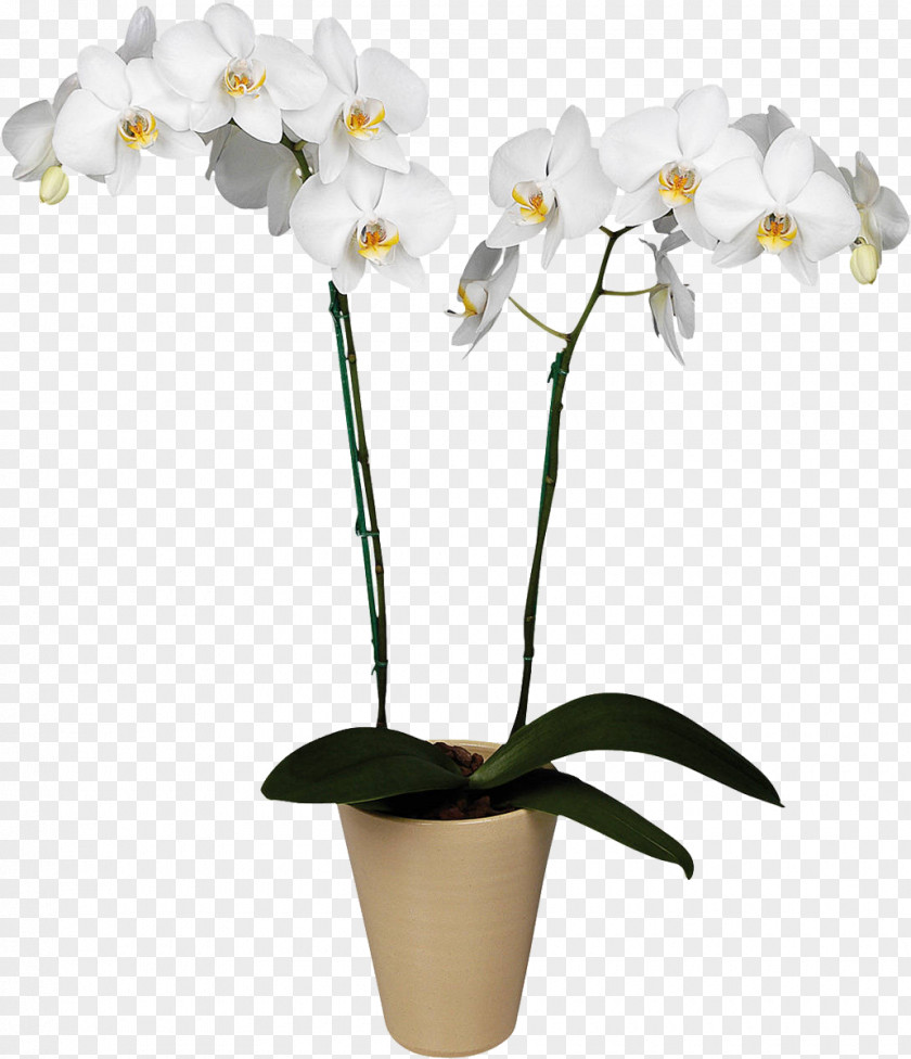Orchid Orchids Plant Flower Boat Floristry PNG