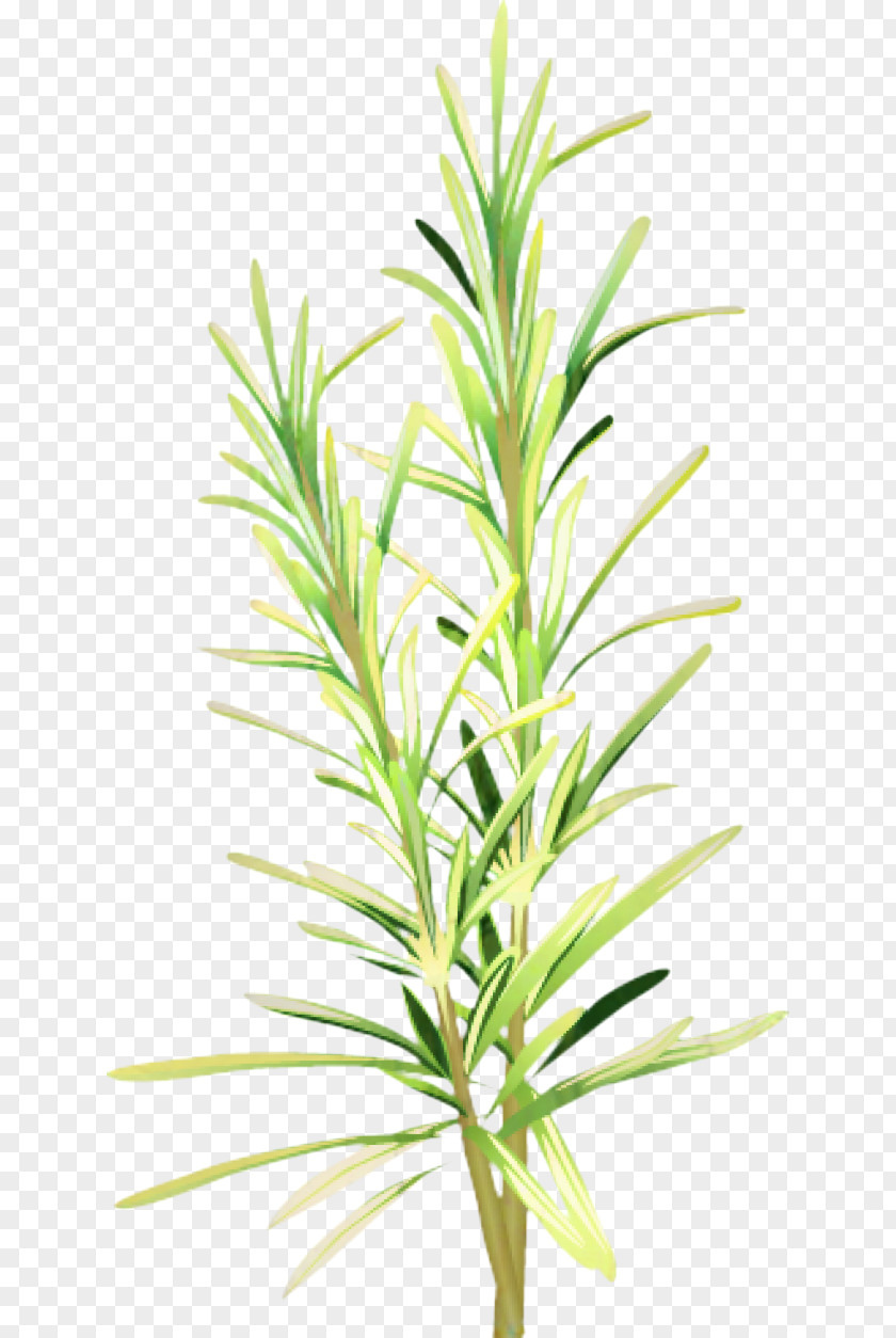 Plant Stem Grasses Leaf Herbalism PNG