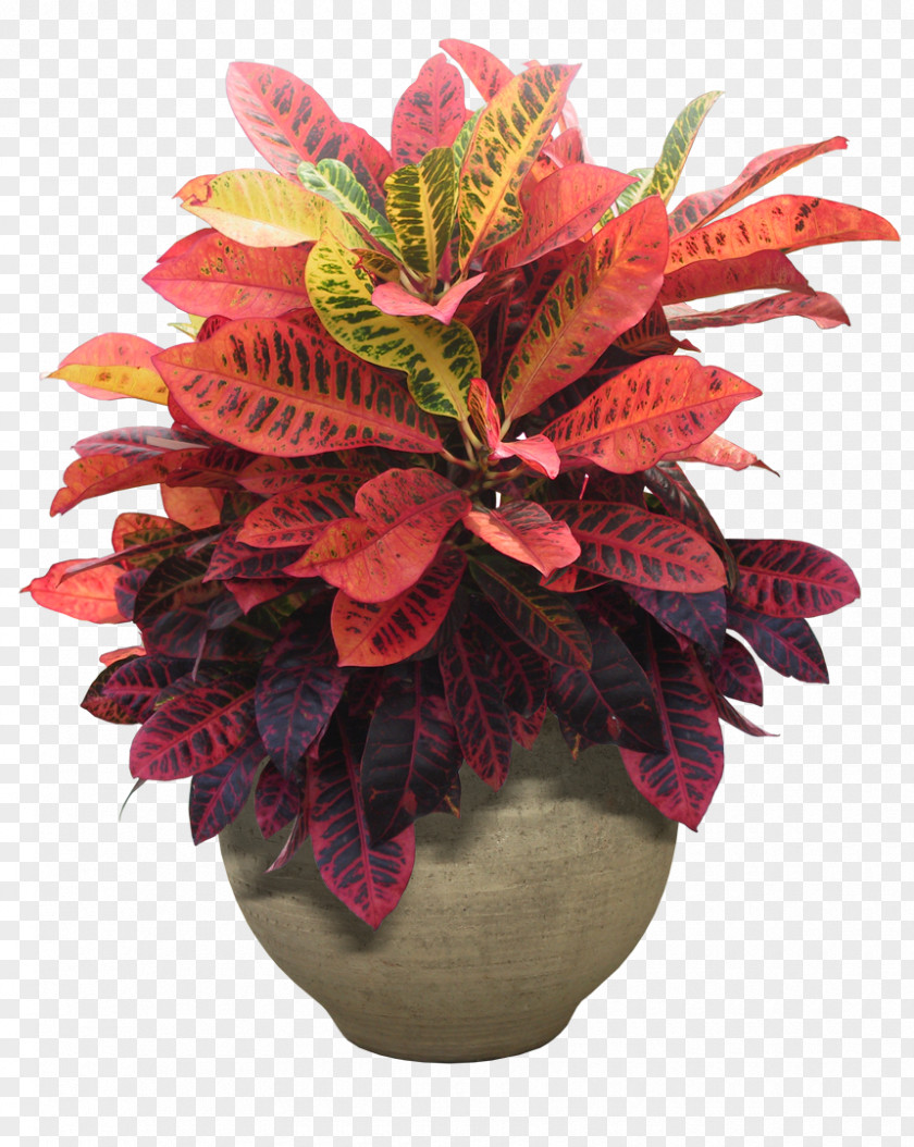 Plants Houseplant Flowerpot PNG