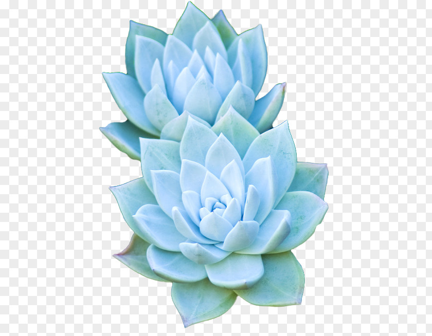 Succulent Plant Desktop Wallpaper Cactaceae PNG