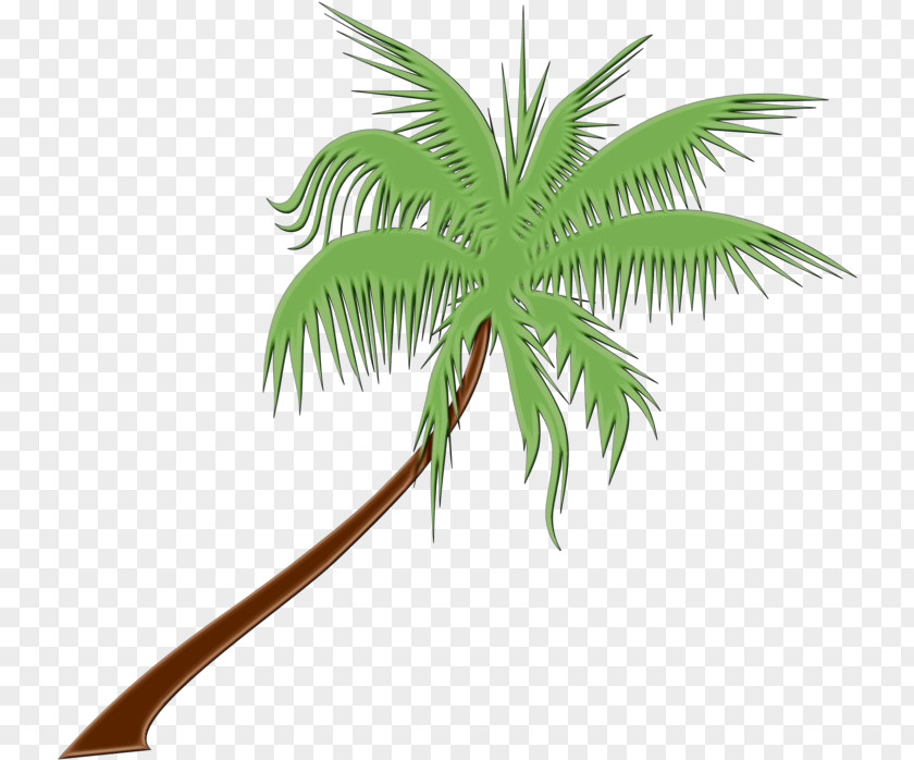 Vascular Plant Attalea Speciosa Coconut Leaf Drawing PNG