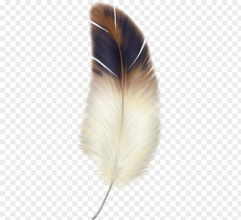 Bird Feather Clip Art PNG