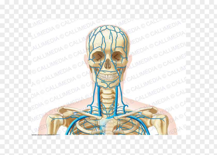 Ear Bone Human Anatomy Head Skeleton PNG
