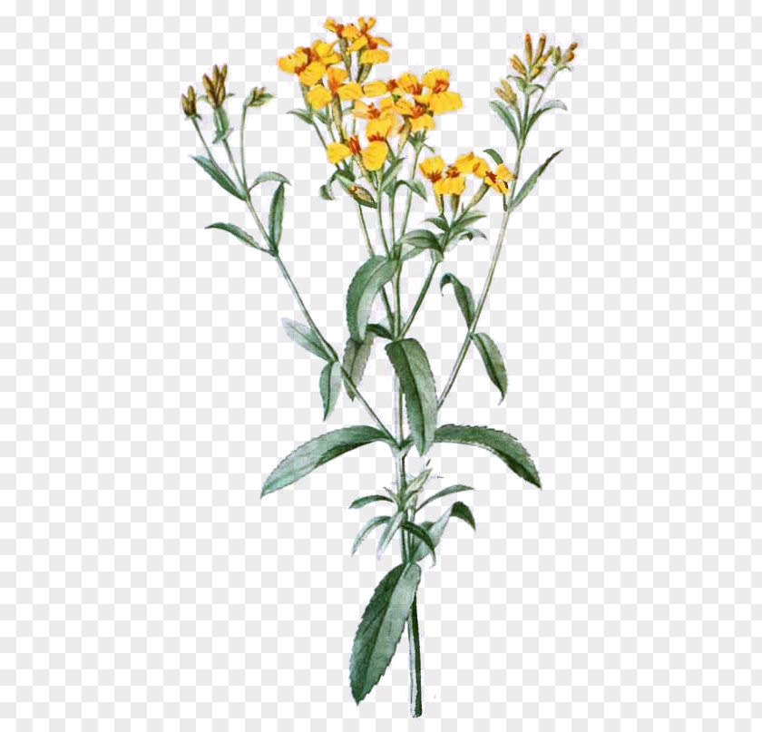 Flower Tagetes Lucida Cut Flowers Drawing Clip Art PNG