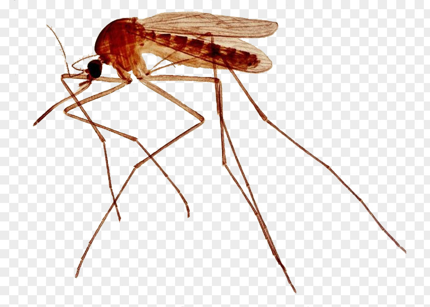 Mosquito Bite Yellow Fever Insect Nematocera Cockroach PNG