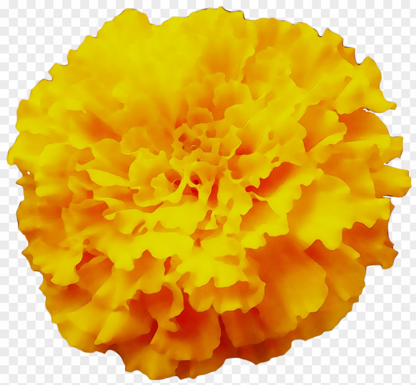 Yellow Carnation PNG