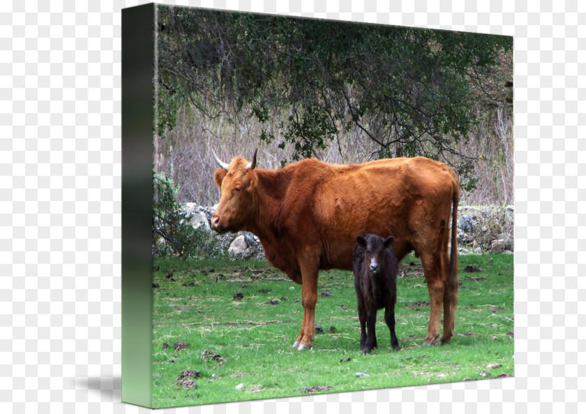 Calf Cattle Ox Goat Grazing PNG