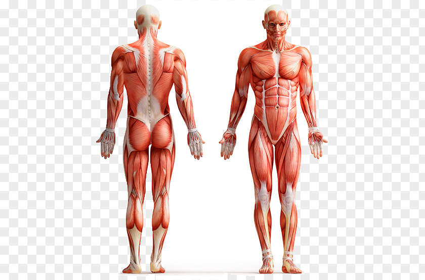 Muscle Relaxation Human Anatomy Body Wall Decal PNG
