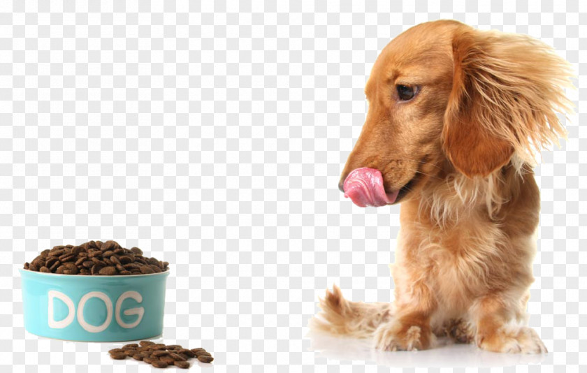 See Dog Food Hungry Dachshund Raw Foodism Puppy Diet Feeding PNG