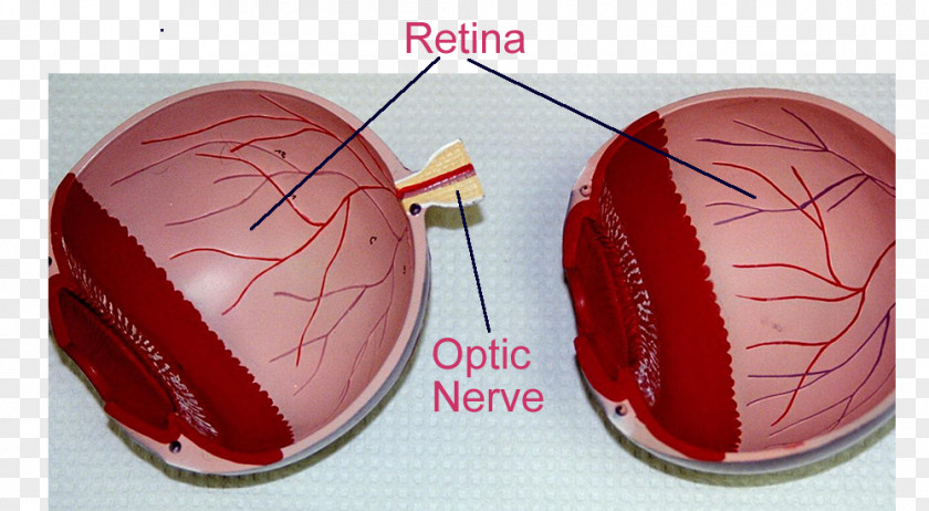 Yellow Spot Retinal Pigment Epithelium Eye Photoreceptor Cell Light PNG