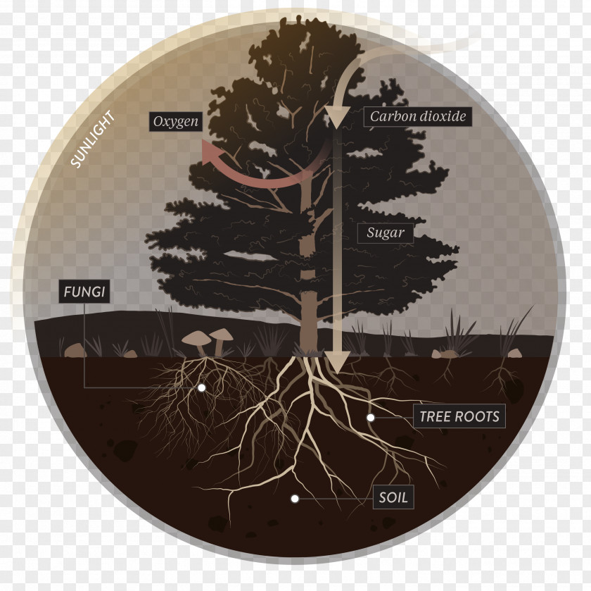 Fungi Tree Mycorrhiza Root Plant Soil PNG